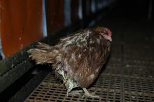 Captured at Josh's Rainbow Eggs, Monegeetta VIC Australia.