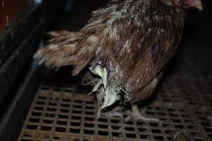 Captured at Josh's Rainbow Eggs, Monegeetta VIC Australia.