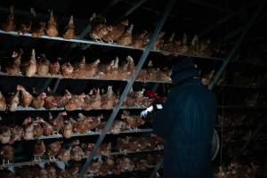 Captured at Josh's Rainbow Eggs, Monegeetta VIC Australia.