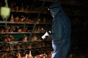 Captured at Josh's Rainbow Eggs, Monegeetta VIC Australia.