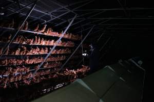 Captured at Josh's Rainbow Eggs, Monegeetta VIC Australia.