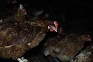 Captured at Josh's Rainbow Eggs, Monegeetta VIC Australia.