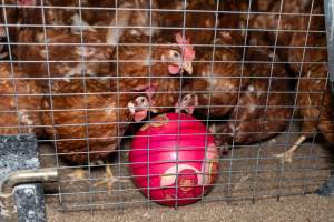 Captured at Bridgewater Poultry (Egg) Farm, Bridgewater VIC Australia.