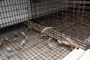 Captured at Bridgewater Poultry (Egg) Farm, Bridgewater VIC Australia.