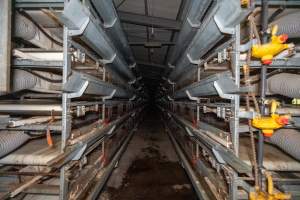 Captured at Bridgewater Poultry (Egg) Farm, Bridgewater VIC Australia.