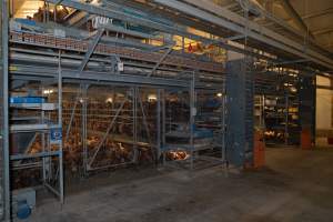 Captured at Bridgewater Poultry (Egg) Farm, Bridgewater VIC Australia.