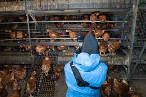 Captured at Bridgewater Poultry (Egg) Farm, Bridgewater VIC Australia.