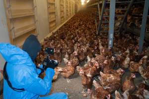 Captured at Bridgewater Poultry (Egg) Farm, Bridgewater VIC Australia.