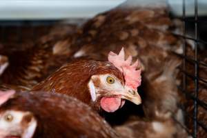 Captured at Bridgewater Poultry (Egg) Farm, Bridgewater VIC Australia.