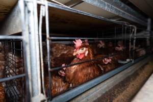 Captured at Bridgewater Poultry (Egg) Farm, Bridgewater VIC Australia.