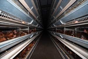 Captured at Bridgewater Poultry (Egg) Farm, Bridgewater VIC Australia.