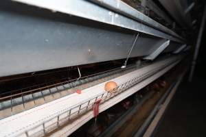 Captured at Bridgewater Poultry (Egg) Farm, Bridgewater VIC Australia.