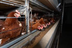 Captured at Bridgewater Poultry (Egg) Farm, Bridgewater VIC Australia.