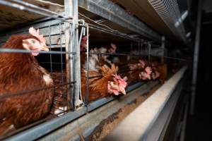 Captured at Bridgewater Poultry (Egg) Farm, Bridgewater VIC Australia.