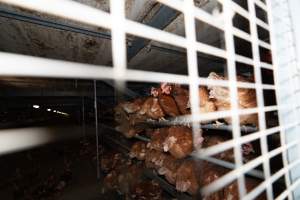 Captured at Bridgewater Poultry (Egg) Farm, Bridgewater VIC Australia.