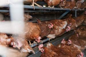 Captured at Bridgewater Poultry (Egg) Farm, Bridgewater VIC Australia.