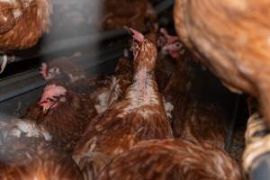 Captured at Bridgewater Poultry (Egg) Farm, Bridgewater VIC Australia.