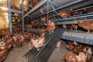 Captured at Bridgewater Poultry (Egg) Farm, Bridgewater VIC Australia.