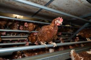 Captured at Bridgewater Poultry (Egg) Farm, Bridgewater VIC Australia.
