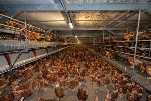 Captured at Bridgewater Poultry (Egg) Farm, Bridgewater VIC Australia.