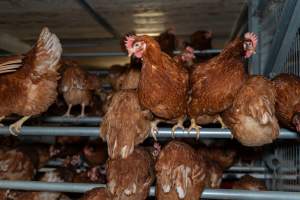 Captured at Bridgewater Poultry (Egg) Farm, Bridgewater VIC Australia.