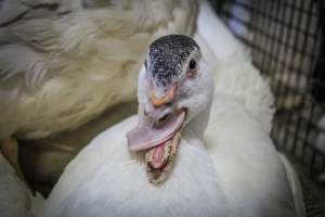 Pepe's Poultry Market - Captured at Pepe's Poultry Market LLC, Newark NJ United States.