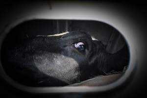 American Halal Meats - Captured at American Halal Meats, Newark NJ United States.