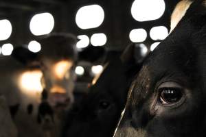American Halal Meats - Captured at American Halal Meats, Newark NJ United States.