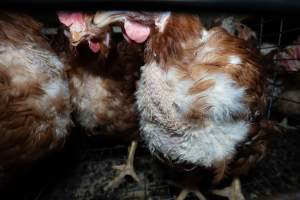 Captured at Bridgewater Poultry (Egg) Farm, Bridgewater VIC Australia.