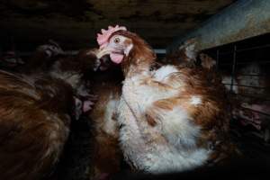 Captured at Bridgewater Poultry (Egg) Farm, Bridgewater VIC Australia.