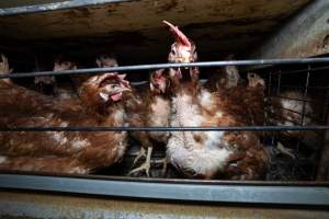 Captured at Bridgewater Poultry (Egg) Farm, Bridgewater VIC Australia.