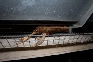 Captured at Bridgewater Poultry (Egg) Farm, Bridgewater VIC Australia.