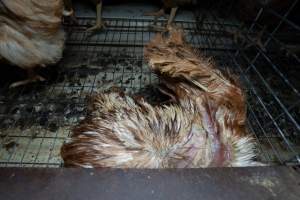 Captured at Bridgewater Poultry (Egg) Farm, Bridgewater VIC Australia.