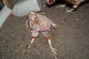 Captured at Bridgewater Poultry (Egg) Farm, Bridgewater VIC Australia.