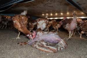 Captured at Bridgewater Poultry (Egg) Farm, Bridgewater VIC Australia.