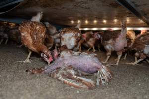 Captured at Bridgewater Poultry (Egg) Farm, Bridgewater VIC Australia.