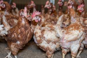 Captured at Bridgewater Poultry (Egg) Farm, Bridgewater VIC Australia.