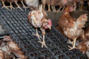 Captured at Bridgewater Poultry (Egg) Farm, Bridgewater VIC Australia.