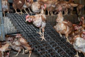 Captured at Bridgewater Poultry (Egg) Farm, Bridgewater VIC Australia.