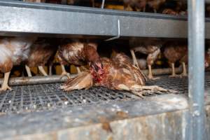 Captured at Bridgewater Poultry (Egg) Farm, Bridgewater VIC Australia.