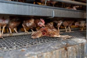 Captured at Bridgewater Poultry (Egg) Farm, Bridgewater VIC Australia.