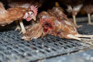 Captured at Bridgewater Poultry (Egg) Farm, Bridgewater VIC Australia.
