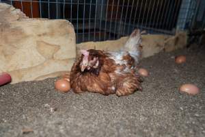 Captured at Bridgewater Poultry (Egg) Farm, Bridgewater VIC Australia.
