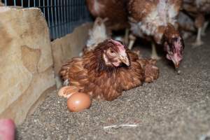 Captured at Bridgewater Poultry (Egg) Farm, Bridgewater VIC Australia.