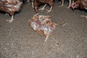Captured at Bridgewater Poultry (Egg) Farm, Bridgewater VIC Australia.