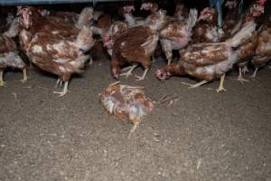 Captured at Bridgewater Poultry (Egg) Farm, Bridgewater VIC Australia.