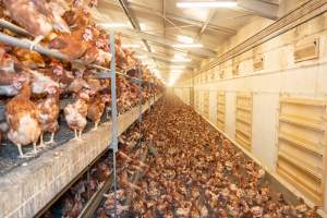 Captured at Bridgewater Poultry (Egg) Farm, Bridgewater VIC Australia.