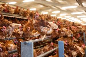 Captured at Bridgewater Poultry (Egg) Farm, Bridgewater VIC Australia.