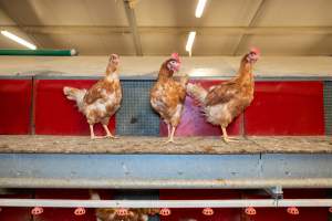 Captured at Bridgewater Poultry (Egg) Farm, Bridgewater VIC Australia.