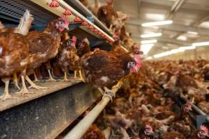 Captured at Bridgewater Poultry (Egg) Farm, Bridgewater VIC Australia.